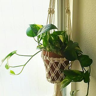 素焼き鉢 ハンギングプランターのインテリア実例 Roomclip ルームクリップ