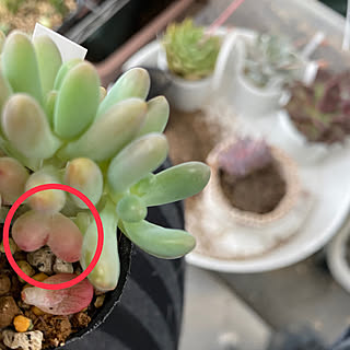 多肉植物 恋心のインテリア実例 Roomclip ルームクリップ