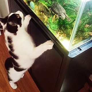 亀 水槽のインテリア実例 Roomclip ルームクリップ