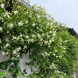 仙人草のインテリア実例 Roomclip ルームクリップ 仙人草のインテリア実例 Roomclip ルームクリップ