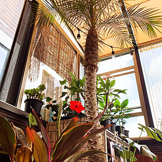 プルメリア フェニックス ロベレニーのインテリア実例 Roomclip ルームクリップ