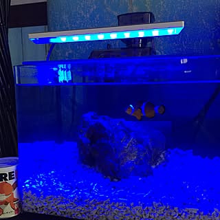 クマノミのインテリア実例 Roomclip ルームクリップ