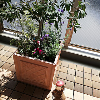 ベランダガーデニング シンボルツリーのインテリア実例 Roomclip ルームクリップ