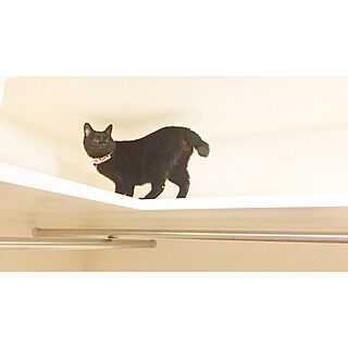 壁/天井/ウォークインクローゼット/猫のいる暮らし/黒猫のインテリア実例 - 2017-04-20 10:45:09