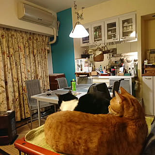 リビング/猫のいるお部屋/今日のおきょうさん/家呑みいいよね!/まったり...などのインテリア実例 - 2018-03-23 23:47:52