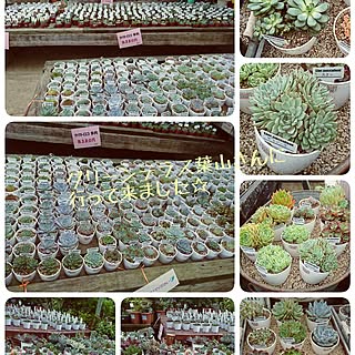 玄関/入り口/玄関ではありませんが。/多肉植物/多肉狩り/グリーンテラス葉山のインテリア実例 - 2017-07-01 14:33:42