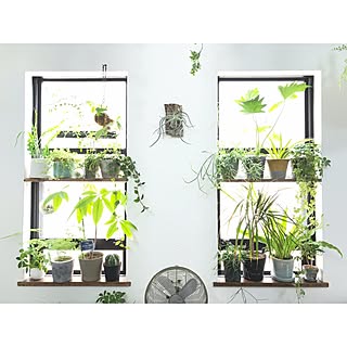 棚/日替わり投稿企画!木曜日/植物/植物のある暮らし/インスタ→kiki_nekko...などのインテリア実例 - 2017-07-13 10:15:36