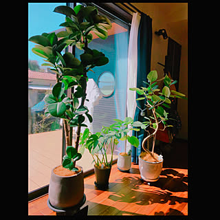 日光浴/植木鉢/ココヤシファイバー/キャスター/観葉植物...などのインテリア実例 - 2020-02-19 13:26:54