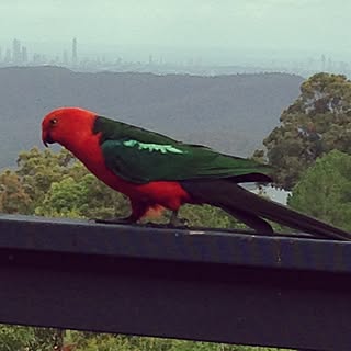 部屋全体/自然に囲まれて/田舎です。/連投スミマセン★/野生の鳥です。...などのインテリア実例 - 2015-01-08 15:25:23