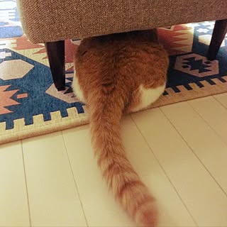 リビング/B-COMPANYのラグ/B-COMPANYソファーのインテリア実例 - 2017-01-04 18:57:56