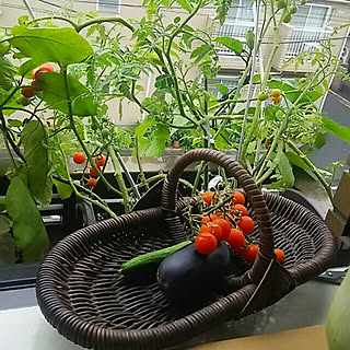 花台窓のインテリア実例 Roomclip ルームクリップ 花台窓のインテリア実例 Roomclip ルームクリップ