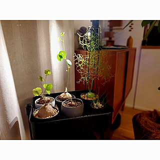 蒼角殿のインテリア実例 Roomclip ルームクリップ