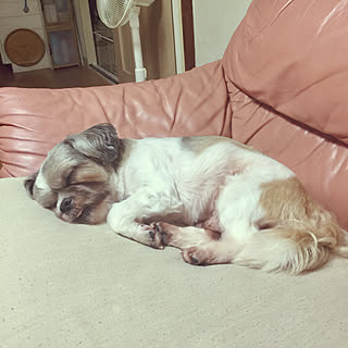 部屋全体/愛犬でごめんなさいm(_ _)m/いいね!押し逃げばかりでごめんなさい。/コメント嬉しいです♡/外壁工事中のインテリア実例 - 2017-10-04 23:23:12
