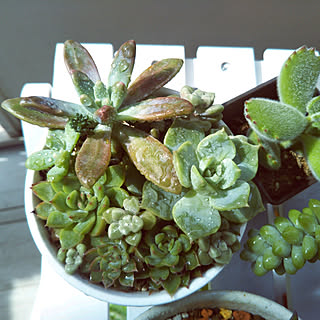 ベランダ/多肉植物/グリーンのある暮らし/NO GREEN NO LIFE/賃貸...などのインテリア実例 - 2019-05-10 08:01:39