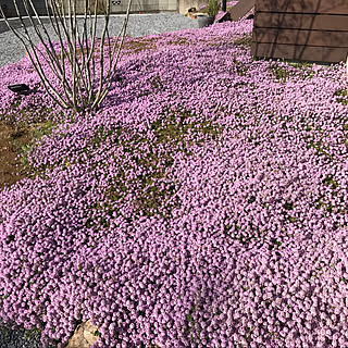 シンボルツリー 落葉樹のインテリア実例 Roomclip ルームクリップ