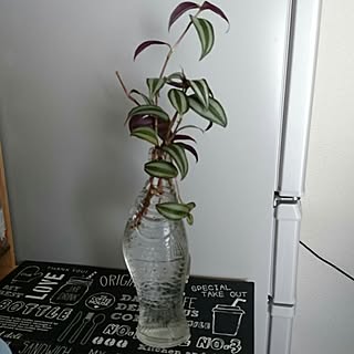 観葉 植物 名前 わからない