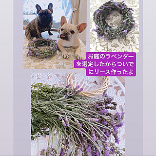 ラベンダーリースのインテリア実例 Roomclip ルームクリップ