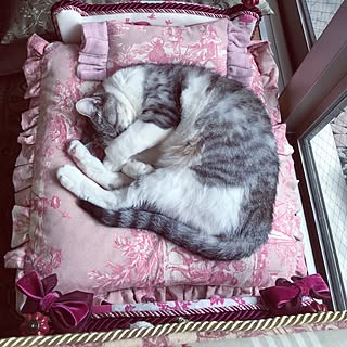 猫ベッドdiyのインテリア 手作りの実例 Roomclip ルームクリップ 猫ベッドdiyのインテリア 手作りの実例 Roomclip ルームクリップ
