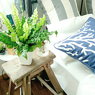 植物/フレンチシック/植物のある暮らし/シャビーシック/海外のインテリアに憧れる...などのインテリア実例 - 2017-08-02 22:25:24
