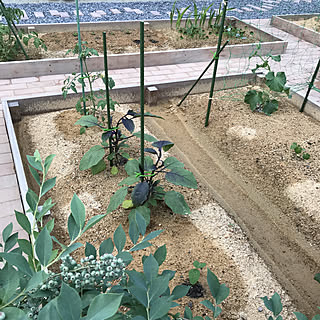 家庭菜園 ブルーベリーの実のインテリア実例 Roomclip ルームクリップ