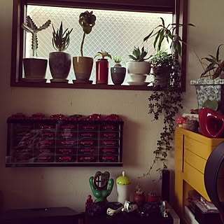 多肉植物 カランコエ ベハレンシスのインテリア実例 Roomclip ルームクリップ 多肉植物 カランコエ ベハレンシスのインテリア実例 Roomclip ルームクリップ