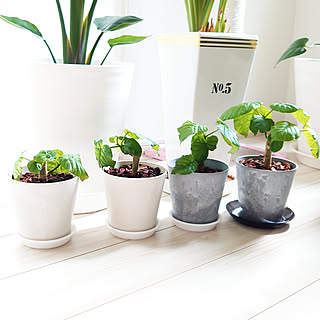 ウンベラータ挿し木 ウンベラータ早く大きくなぁれのインテリア実例 Roomclip ルームクリップ