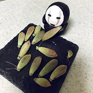 机/多肉植物/お疲れさまです☺︎/多肉の赤ちゃん/NO GREEN NO LIFE...などのインテリア実例 - 2018-05-26 19:37:00