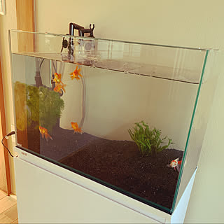 金魚 癒しのインテリア実例 Roomclip ルームクリップ