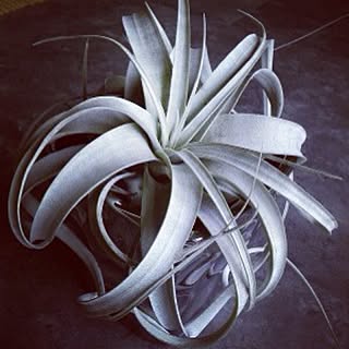 植物/キセログラフィカのインテリア実例 - 2013-02-26 00:04:29