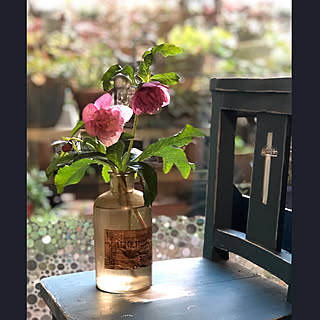 2020.2.23☀️/NO GREEN NO LIFE/Botanical life /エレガンスピンクスポット/クリスマスローズ...などのインテリア実例 - 2020-02-23 18:16:10