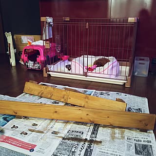 リビング/トイプードルと暮らす/犬のいる暮らし/トイプードル♥︎赤ちゃん/トイプードル...などのインテリア実例 - 2016-12-01 09:42:19