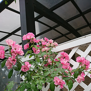 玄関/入り口/花のある暮らし+..・* ❁/薔薇が大好き╰(✿´⌣`✿)╯♡/手作りの庭/アンジェラ♡...などのインテリア実例 - 2018-08-17 19:59:44