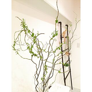 観葉植物 雲竜柳のインテリア実例 Roomclip ルームクリップ