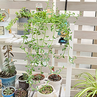 部屋全体 ドルフィンネックレスのインテリア実例 Roomclip ルームクリップ