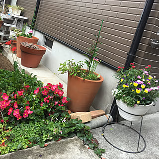 寄せ植え/サカキ/ゼラニウム/お庭/フォロー&いいね ありがとうございます♡...などのインテリア実例 - 2019-04-15 17:07:21