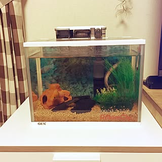 水槽 ドジョウのおしゃれなアレンジ 飾り方のインテリア実例 Roomclip ルームクリップ