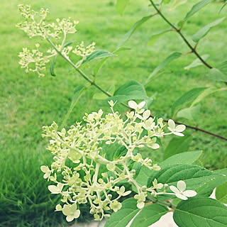 グリーンが好き/いいね!ありがとうございます♪/白い花が好き/紫陽花/緑が好き♡...などのインテリア実例 - 2019-07-10 07:43:03