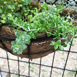 庭/ワイヤープランツ/寄せ植え/ガーデン雑貨/ガーデニング初心者...などのインテリア実例 - 2020-06-18 10:15:20