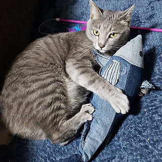 けりぐるみのインテリア実例 Roomclip ルームクリップ