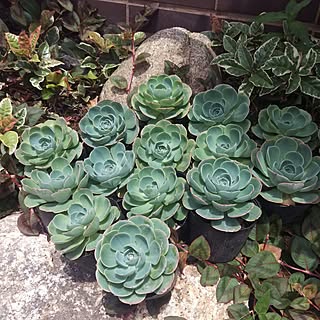 フラワーネット 日本花キ流通のおすすめ観葉植物 全3件 Roomclipショッピング