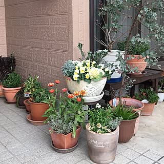 鉢植え 玄関先に花のインテリア実例 Roomclip ルームクリップ 鉢植え 玄関先に花のインテリア実例 Roomclip ルームクリップ