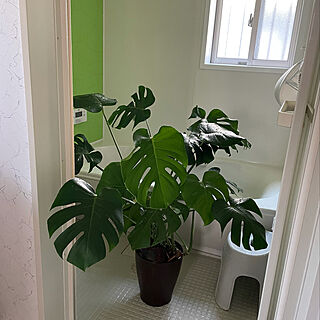観葉植物のある暮らし/水浴び/モンステラ/バス/トイレのインテリア実例 - 2021-06-21 13:18:55