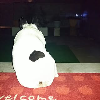 ベッド周り/いいね&フォローありがとうございます♡/コメント嬉しいです✨/パンチ/フレンチブルドッグのインテリア実例 - 2015-04-24 20:35:14