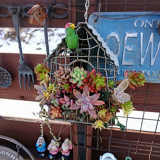 子供と暮らす。/多肉寄せ植え/今日の癒し/RC福島支部/多肉植物寄せ植え...などのインテリア実例 - 2017-01-20 20:51:06