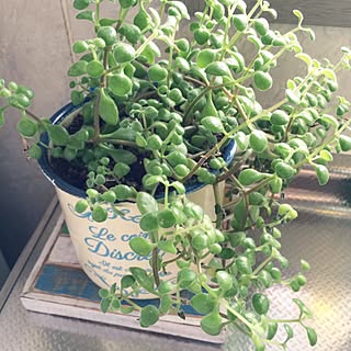 多肉植物 多肉ちゃん伸び放題のおしゃれなアレンジ 飾り方のインテリア実例 Roomclip ルームクリップ