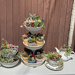 ダイソー/多肉植物カップケーキ/多肉植物ケーキ/多肉植物/アフタヌーンティー...などのインテリア実例 - 2019-04-09 13:19:27