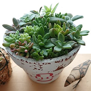 机/いいね!ありがとうございます♪/フォロワー様に感謝です !/自己満足( ̄^ ̄)ゞ/植物のある暮らし...などのインテリア実例 - 2017-07-05 09:47:11