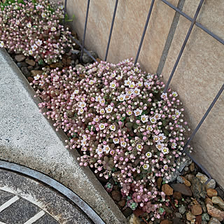 多肉植物 白い花のインテリア実例 Roomclip ルームクリップ