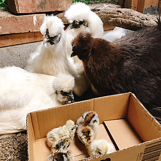 ひよこ 鶏小屋のインテリア実例 Roomclip ルームクリップ ひよこ 鶏小屋のインテリア実例 Roomclip ルームクリップ