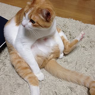 ねこのいる日常 茶トラ白猫のインテリア実例 Roomclip ルームクリップ ねこのいる日常 茶トラ白猫のインテリア実例 Roomclip ルームクリップ